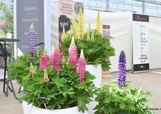 De Lupinova serie nogmaals.